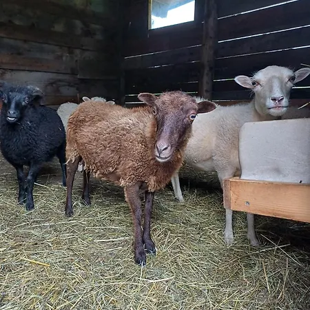 Daire Riedhof Mieders